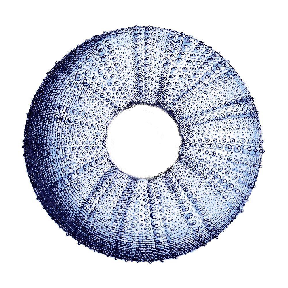 Urchin Shell 3 art print by Sheldon Lewis for $57.95 CAD