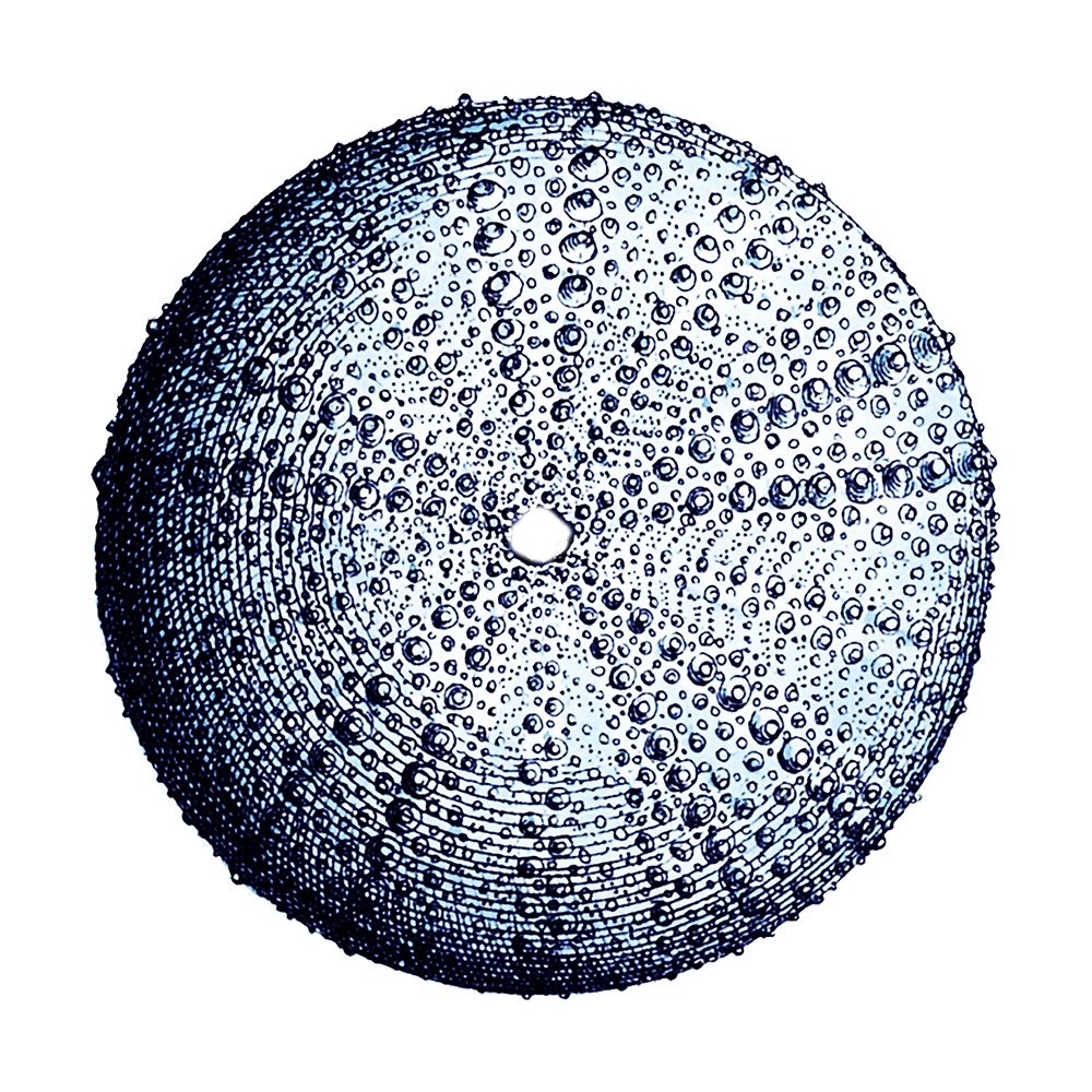 Urchin Shell 4 art print by Sheldon Lewis for $57.95 CAD
