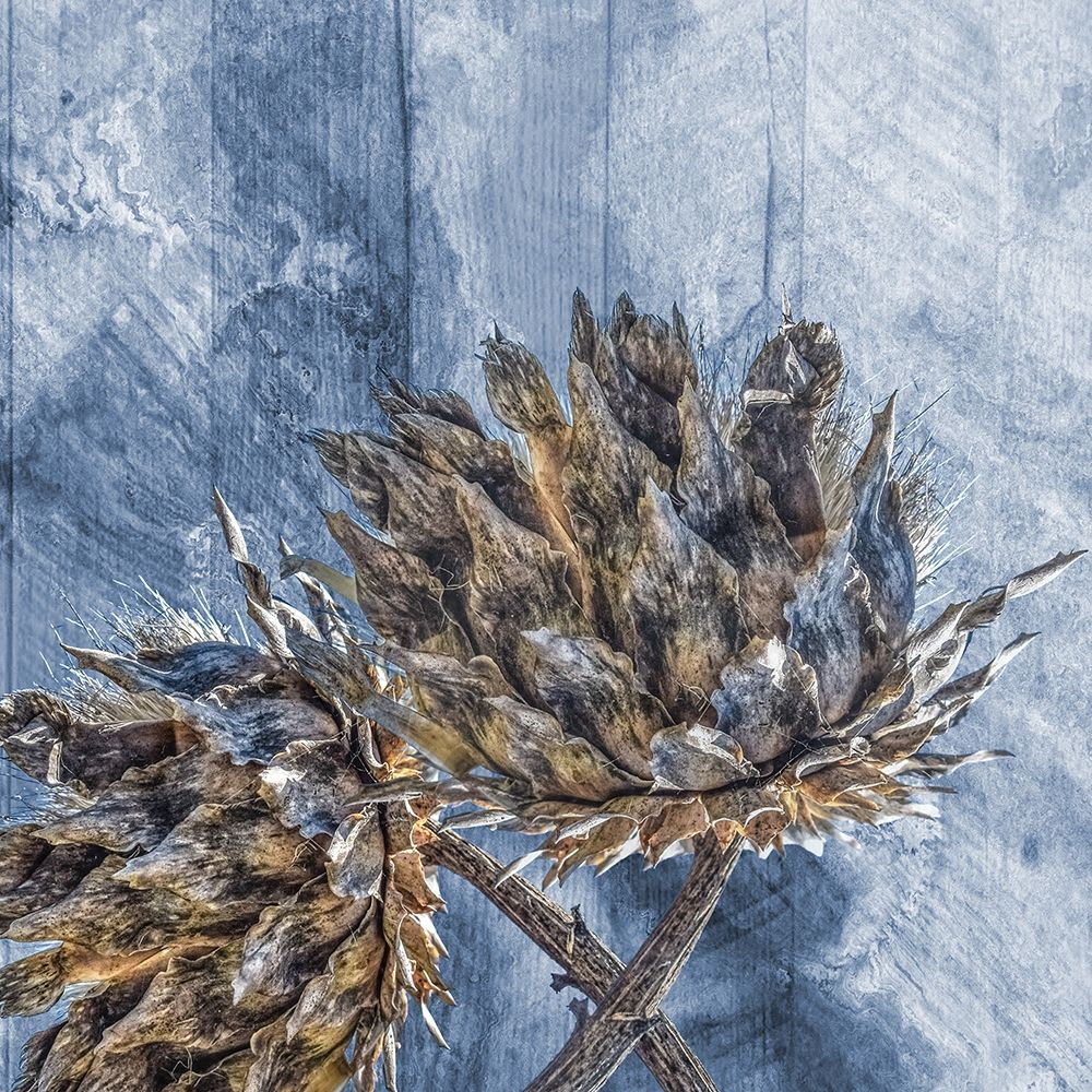 Coolnest Of Nature art print by Sheldon Lewis for $57.95 CAD