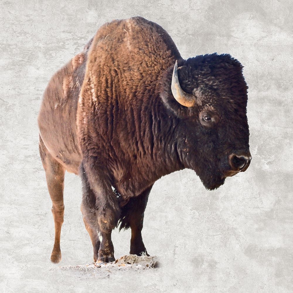 Run Wild art print by Sheldon Lewis for $57.95 CAD