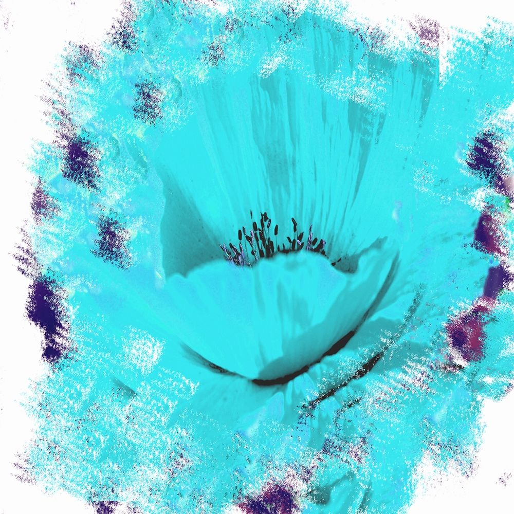 Rose Garden 2 art print by Sheldon Lewis for $57.95 CAD