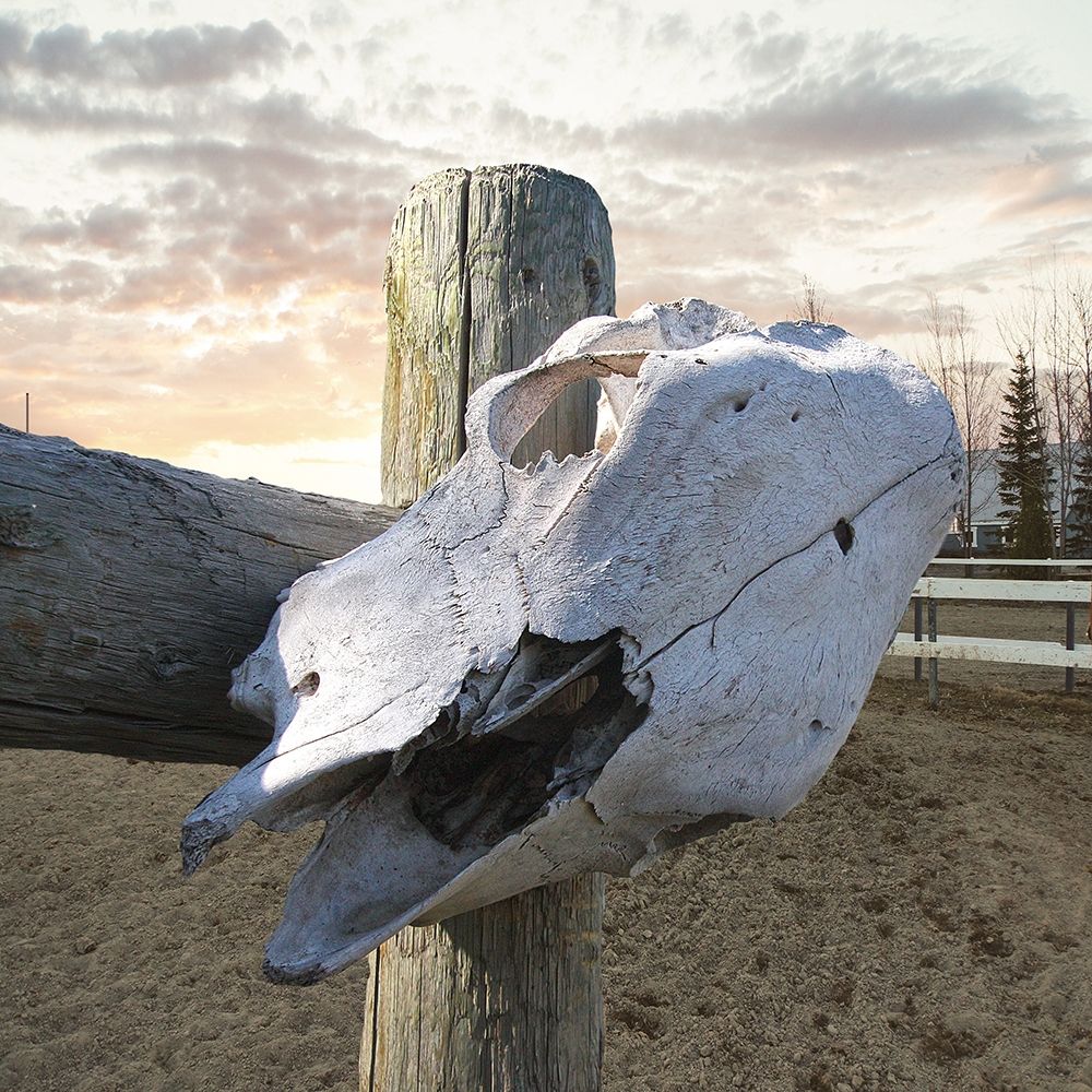 Rancher art print by Sheldon Lewis for $57.95 CAD