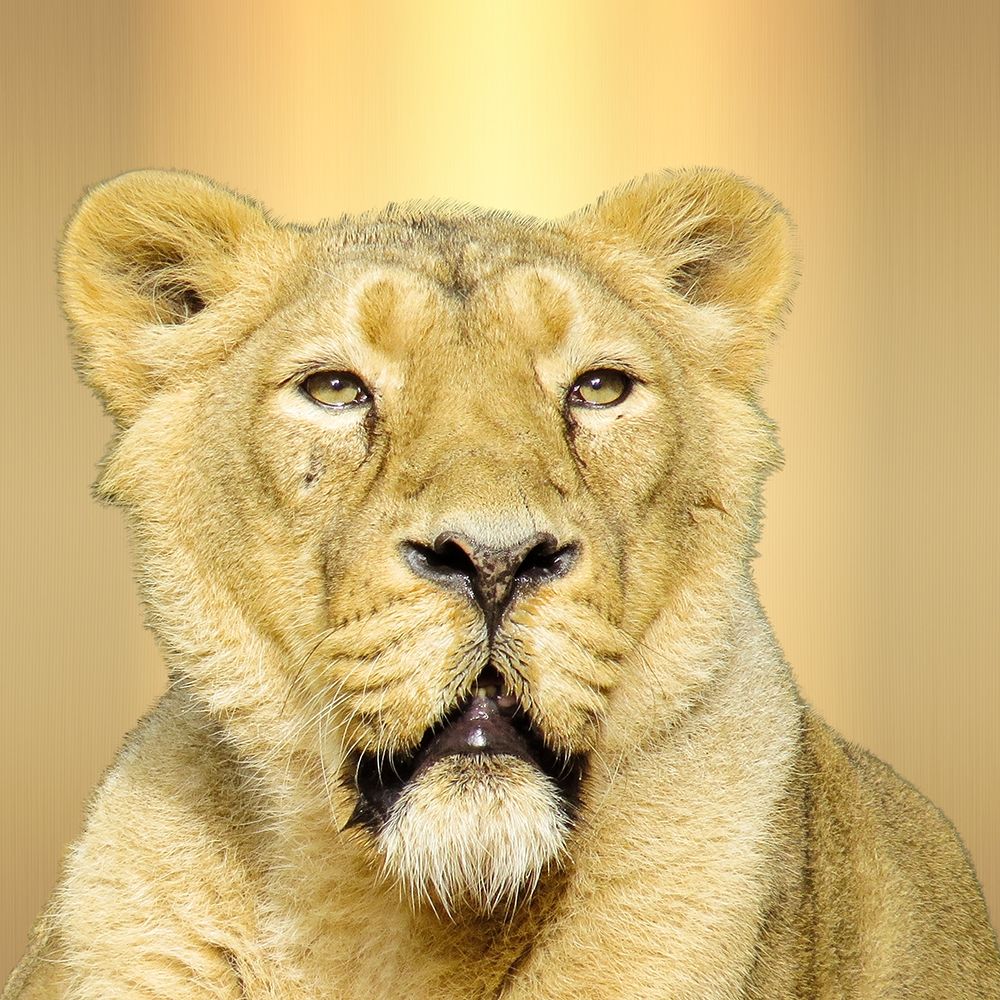 My Name Is Leo art print by Sheldon Lewis for $57.95 CAD