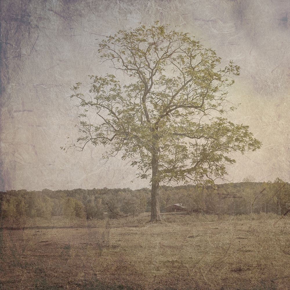 Open Field art print by Sheldon Lewis for $57.95 CAD
