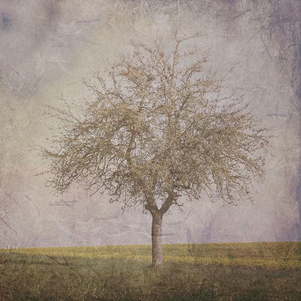 Open Field 2 art print by Sheldon Lewis for $57.95 CAD