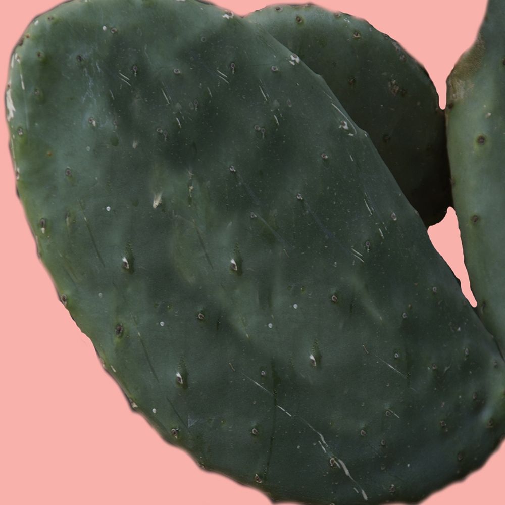 Cactus Land art print by Sheldon Lewis for $57.95 CAD