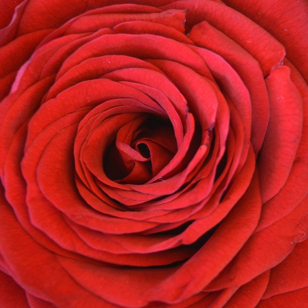 Heart Of The Rose art print by Sheldon Lewis for $57.95 CAD
