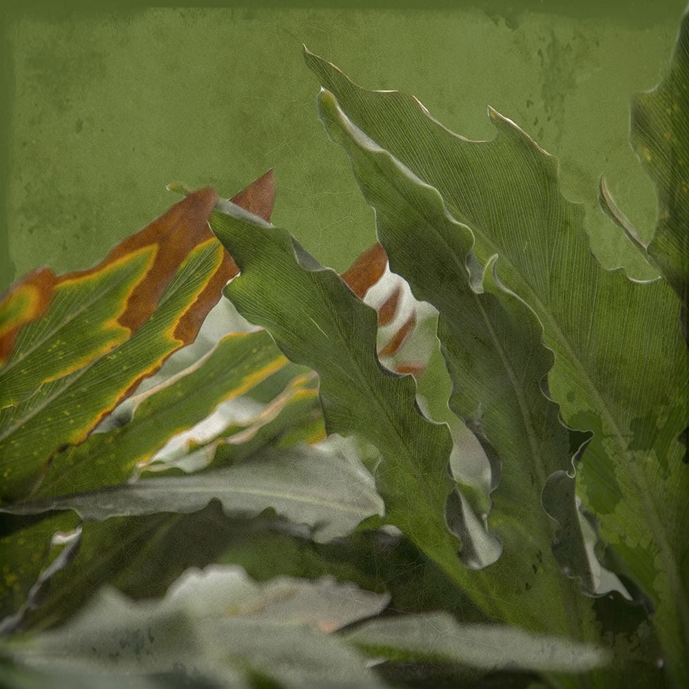 Botanical Garden art print by Sheldon Lewis for $57.95 CAD