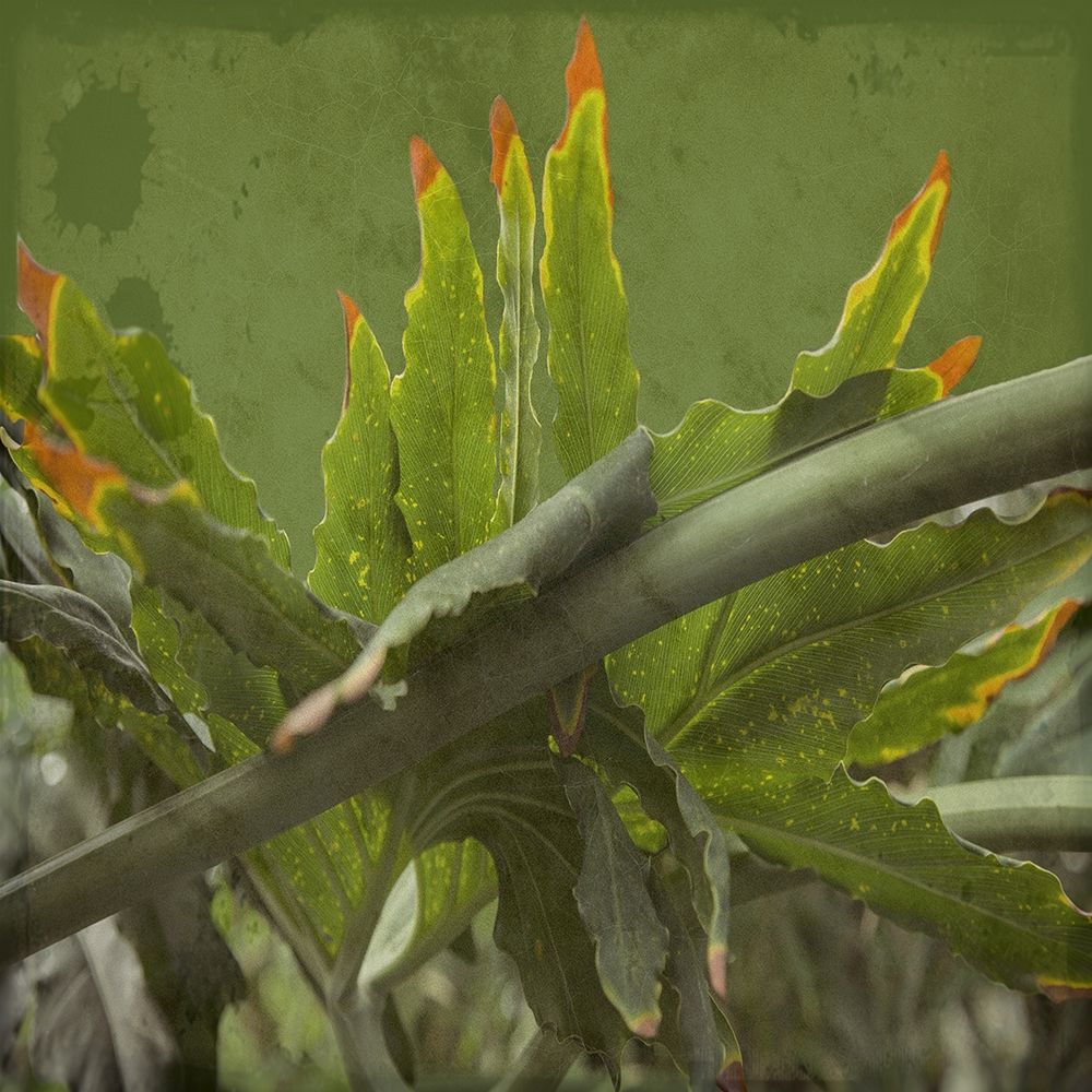 Botanical Garden 2 art print by Sheldon Lewis for $57.95 CAD