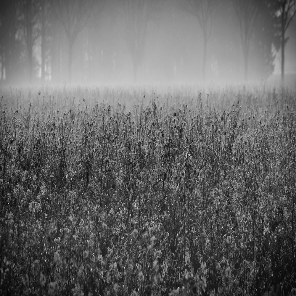 Wild Flower Field art print by Sheldon Lewis for $57.95 CAD