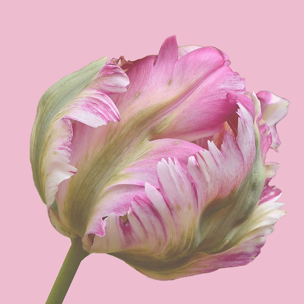 Magnificent Blossom art print by Sheldon Lewis for $57.95 CAD