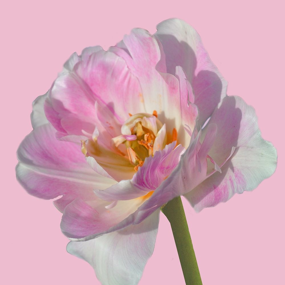 Magnificent Blossom 2 art print by Sheldon Lewis for $57.95 CAD
