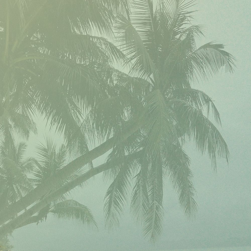 Palm Grove art print by Sheldon Lewis for $57.95 CAD