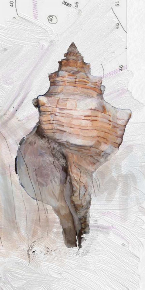 Shells Around The World 1 art print by Sarah Butcher for $57.95 CAD
