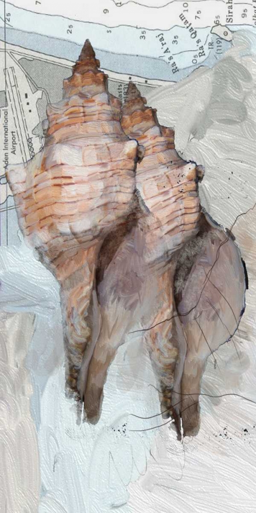 Shells Around The World 2 art print by Sarah Butcher for $57.95 CAD