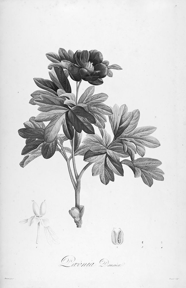 Botanical Eclipse 1 art print by Tina Carlson for $57.95 CAD
