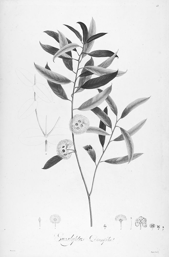 Botanical Eclipse 2 art print by Tina Carlson for $57.95 CAD