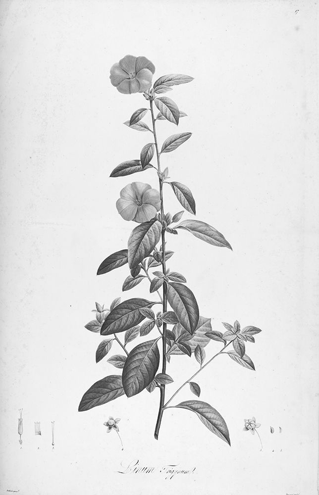 Botanical Eclipse 3 art print by Tina Carlson for $57.95 CAD