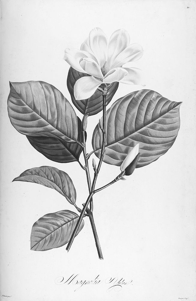 Botanical Eclipse 4 art print by Tina Carlson for $57.95 CAD
