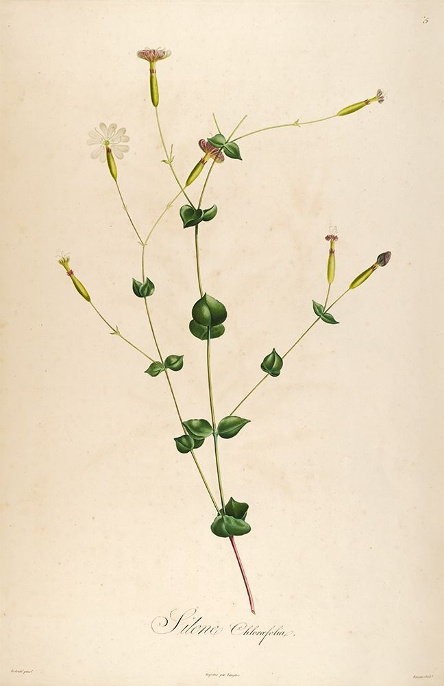 Vintage Botanical 178 art print by Tracey Telik for $57.95 CAD