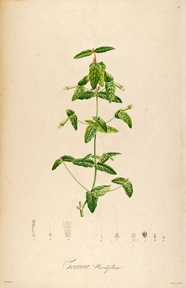 VintageBotanical 192 art print by Tracey Telik for $57.95 CAD