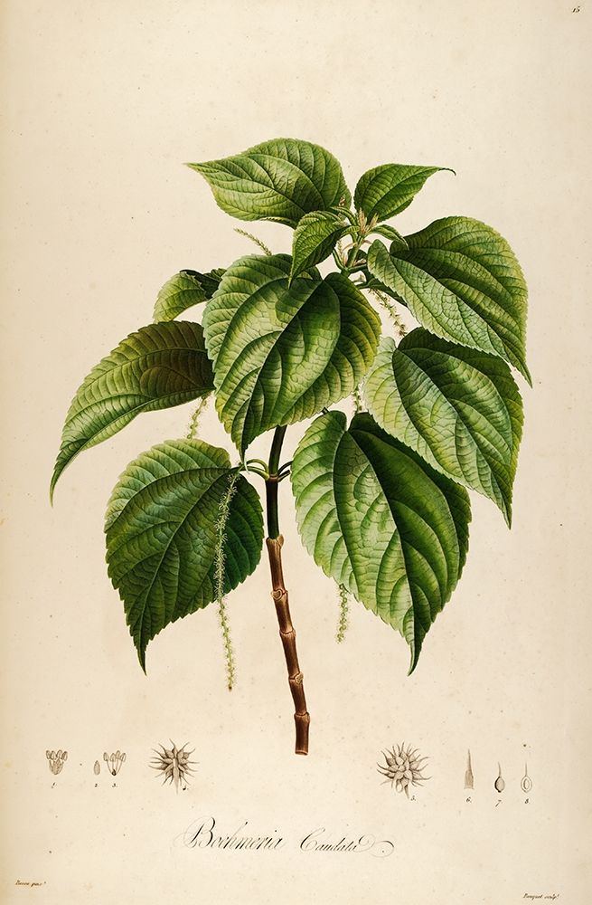 Vintage Botanical 198 art print by Tracey Telik for $57.95 CAD