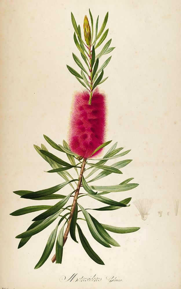 Bottle Brush art print by Tina Carlson for $57.95 CAD