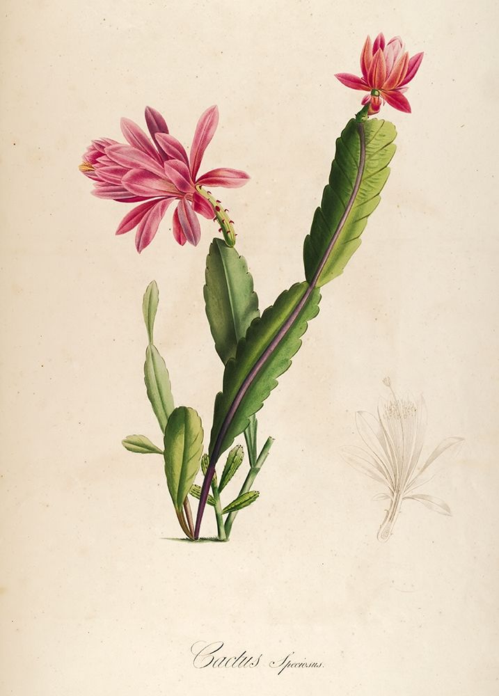 Cactus Speciosus art print by Tina Carlson for $57.95 CAD