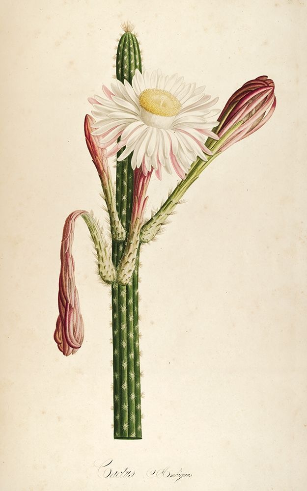 Cactus Ambiguus art print by Tina Carlson for $57.95 CAD