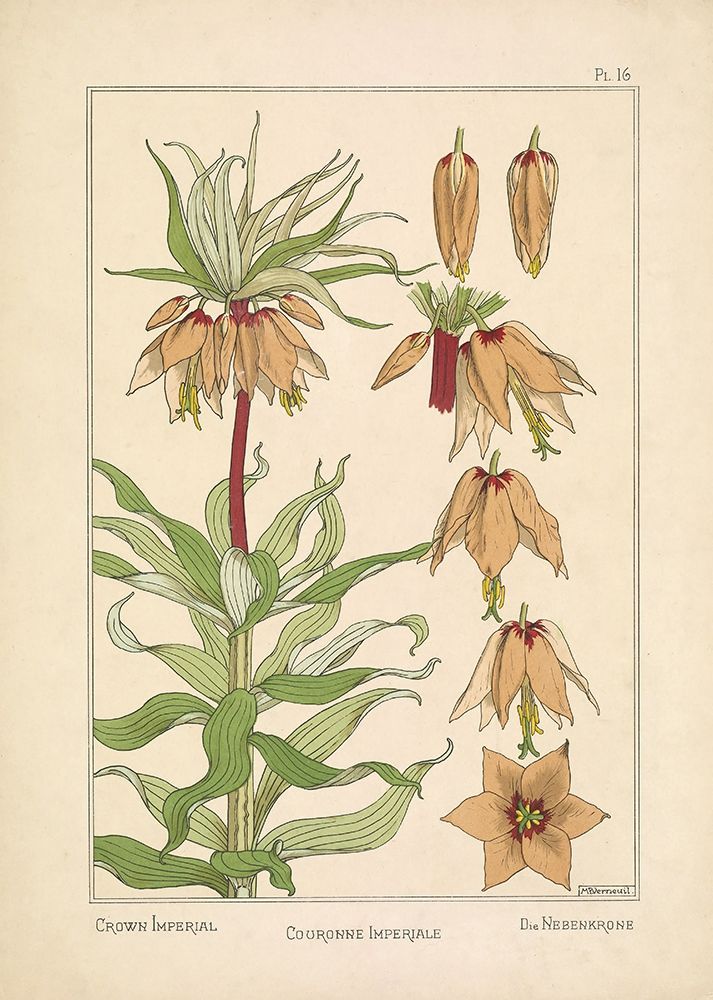 Crown Imperial art print by Tina Carlson for $57.95 CAD