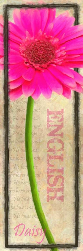 ENGLISH DAISY art print by Taylor Greene for $57.95 CAD