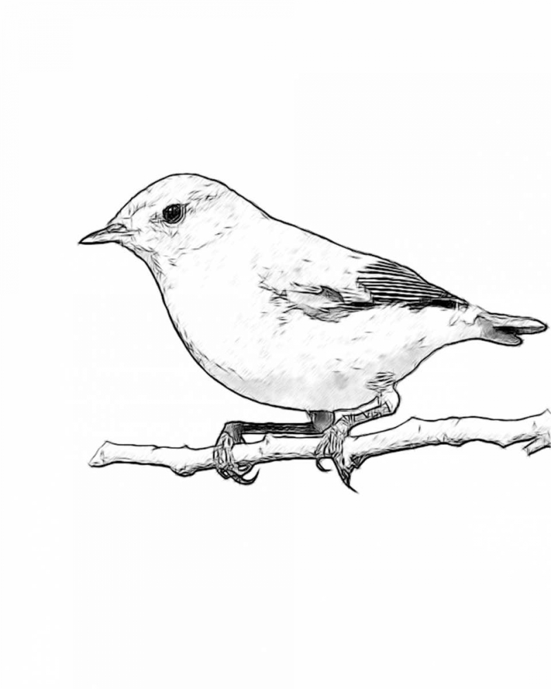 Sketch Bird I art print by Taylor Greene for $57.95 CAD
