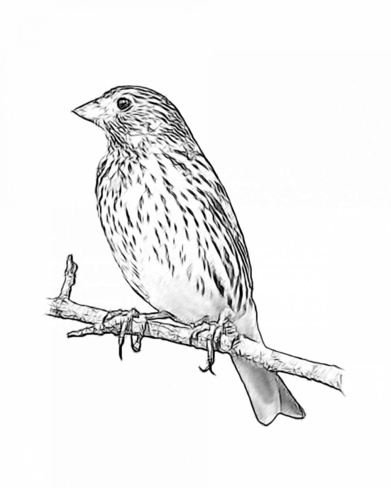 Sketch Bird II art print by Taylor Greene for $57.95 CAD