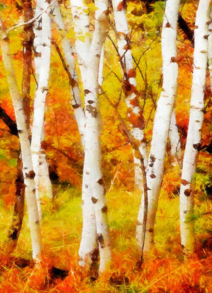 Glowing Forrest art print by Taylor Greene for $57.95 CAD