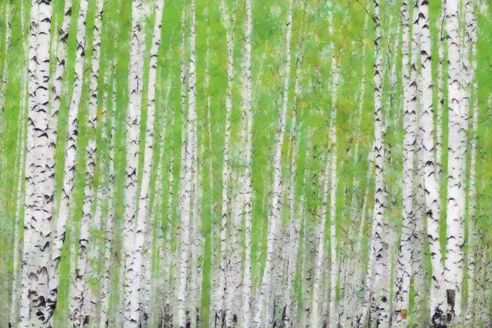EVERGREEN TIMBER art print by Taylor Greene for $57.95 CAD
