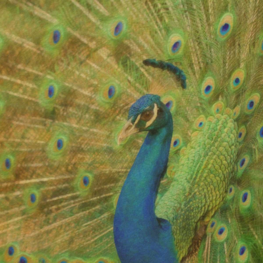 Peacock Love art print by Taylor Greene for $57.95 CAD