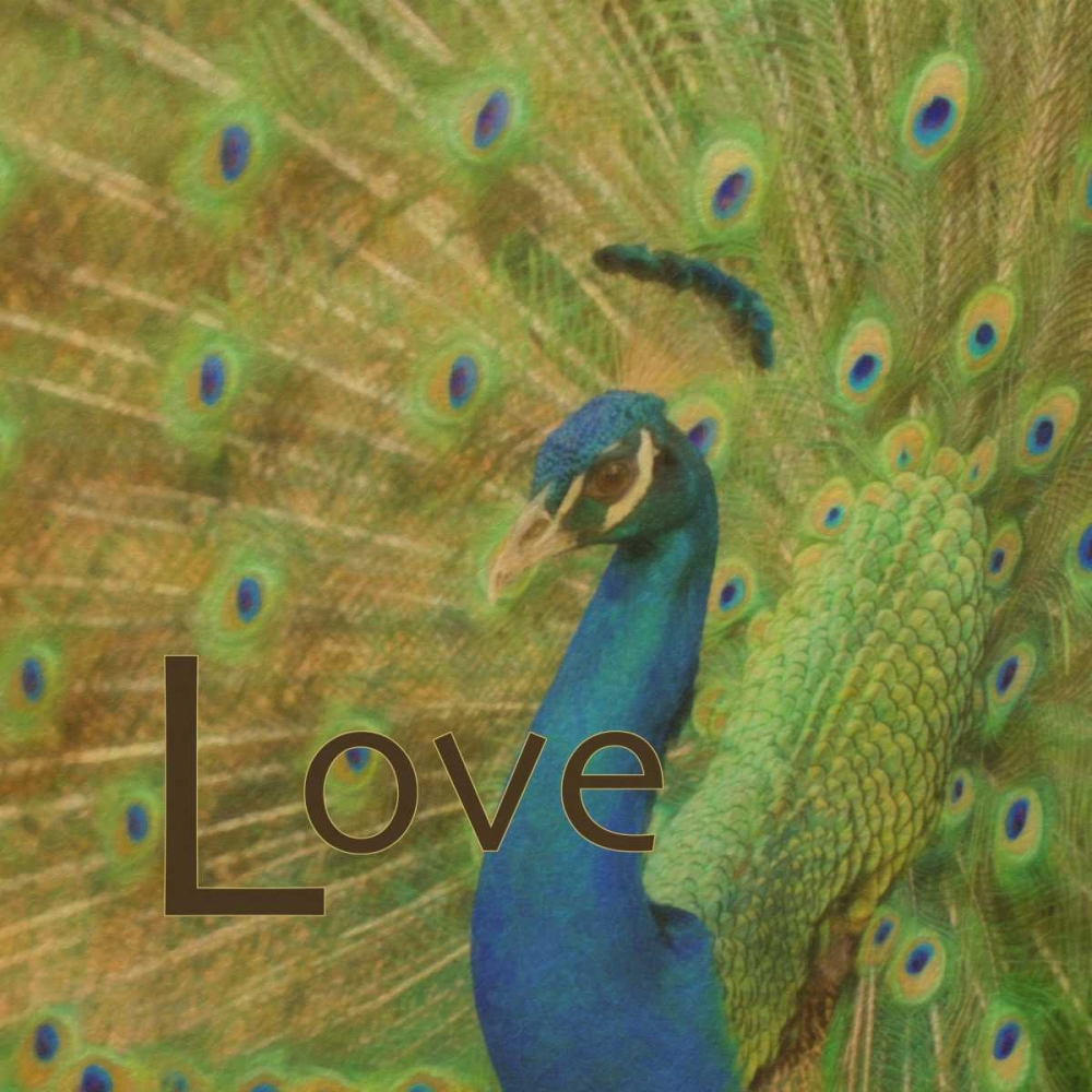 Peacock Love C art print by Taylor Greene for $57.95 CAD