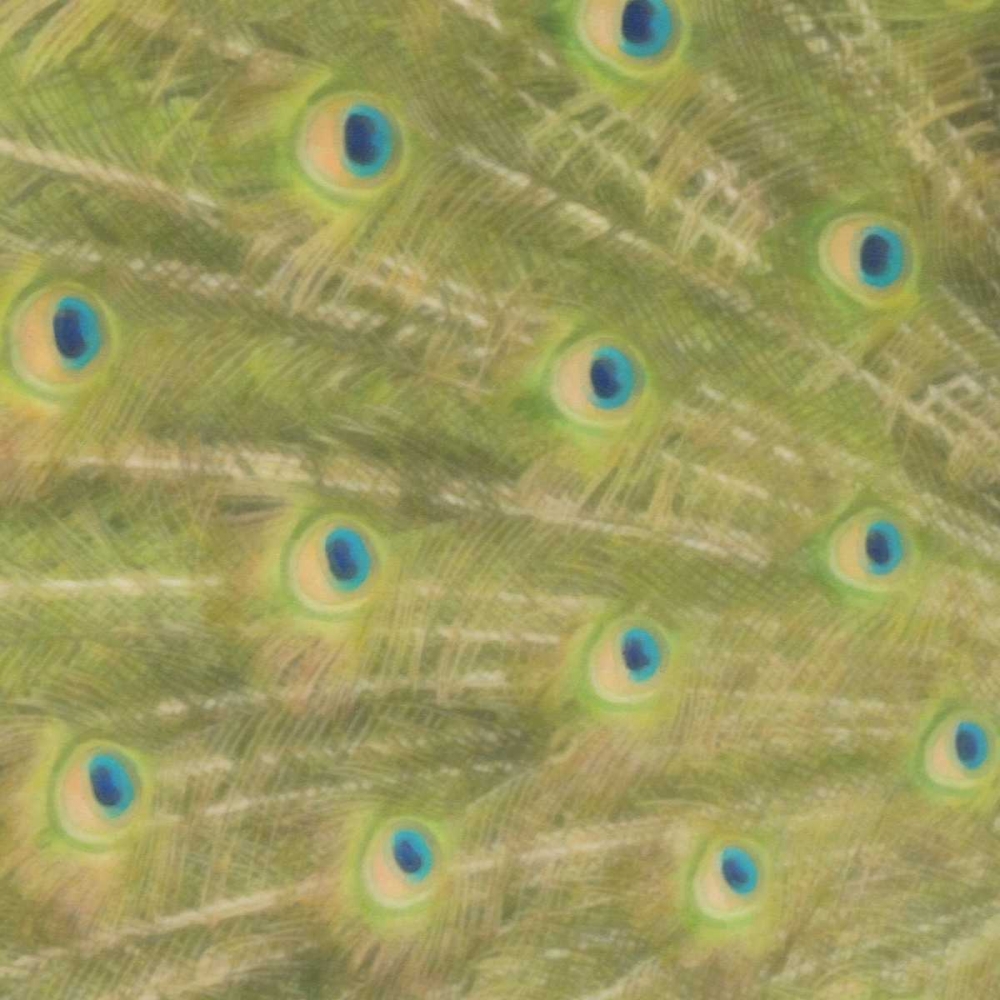Peacock Feathers 2 art print by Taylor Greene for $57.95 CAD