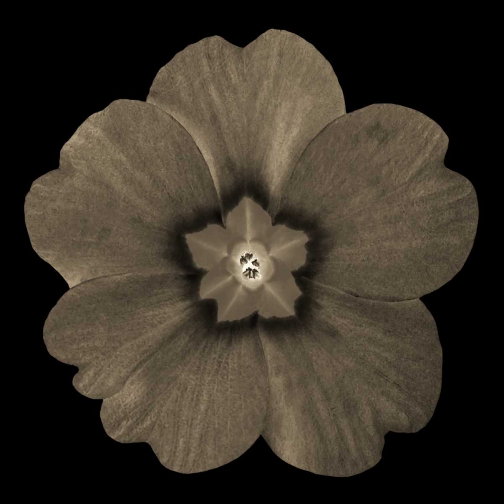Sepia Floral I art print by Taylor Greene for $57.95 CAD