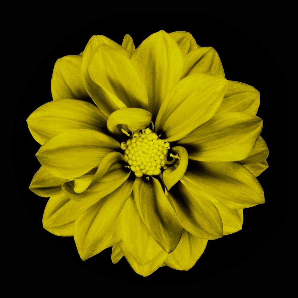 Sepia Floral IV art print by Taylor Greene for $57.95 CAD