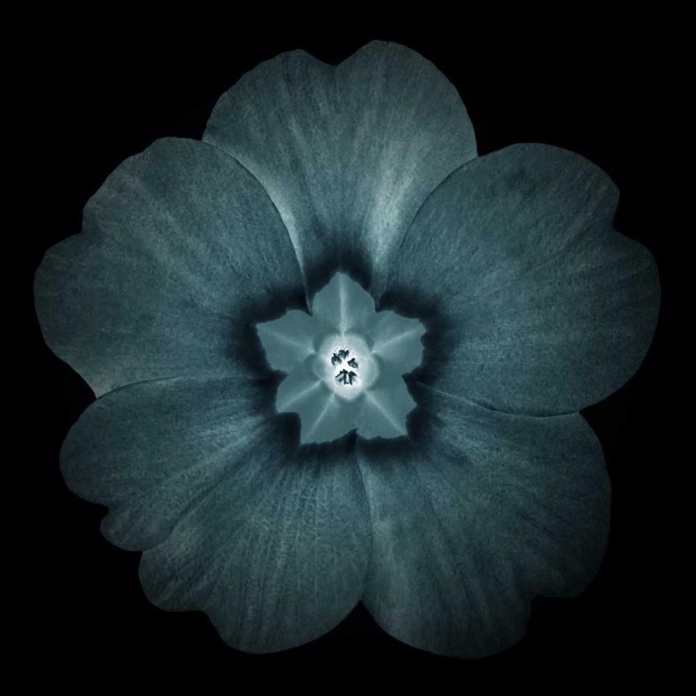 Daylight Floral I art print by Taylor Greene for $57.95 CAD