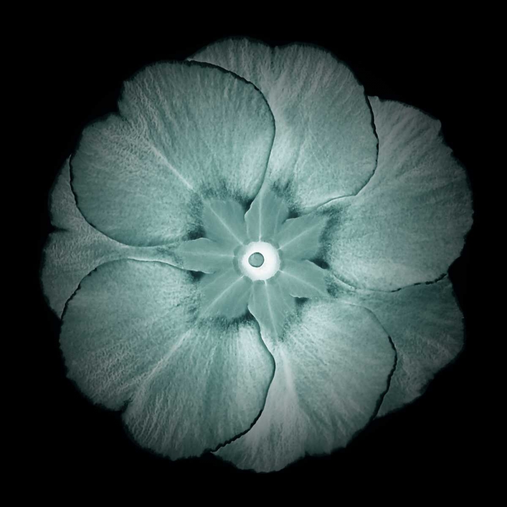 Daylight Floral II art print by Taylor Greene for $57.95 CAD