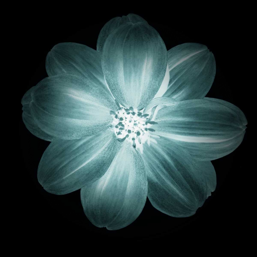 Daylight Floral III art print by Taylor Greene for $57.95 CAD