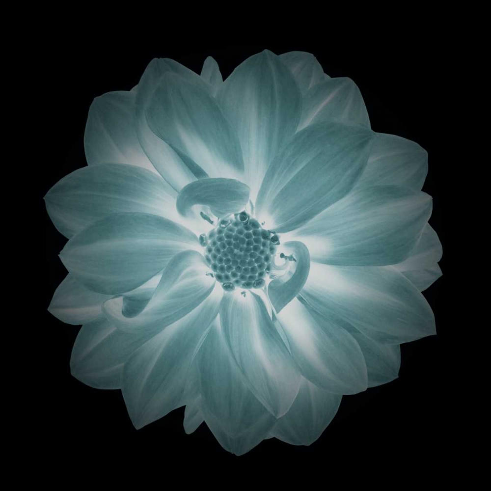 Daylight Floral IV art print by Taylor Greene for $57.95 CAD