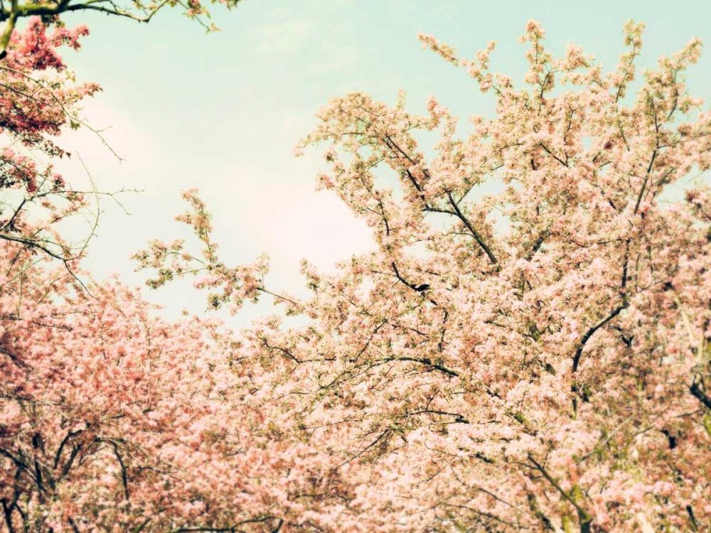 Cream Apple Blossoms art print by Tracey Telik for $57.95 CAD
