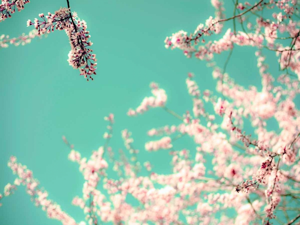 Apple Sky art print by Tracey Telik for $57.95 CAD