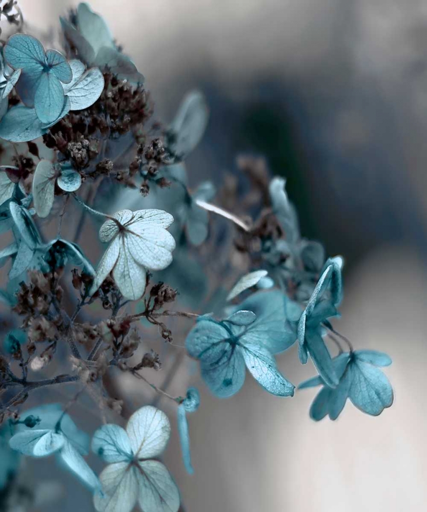 Blue Hydrangea art print by Tracey Telik for $57.95 CAD