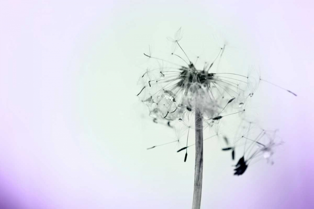 Wishes On A Wind art print by Tracey Telik for $57.95 CAD
