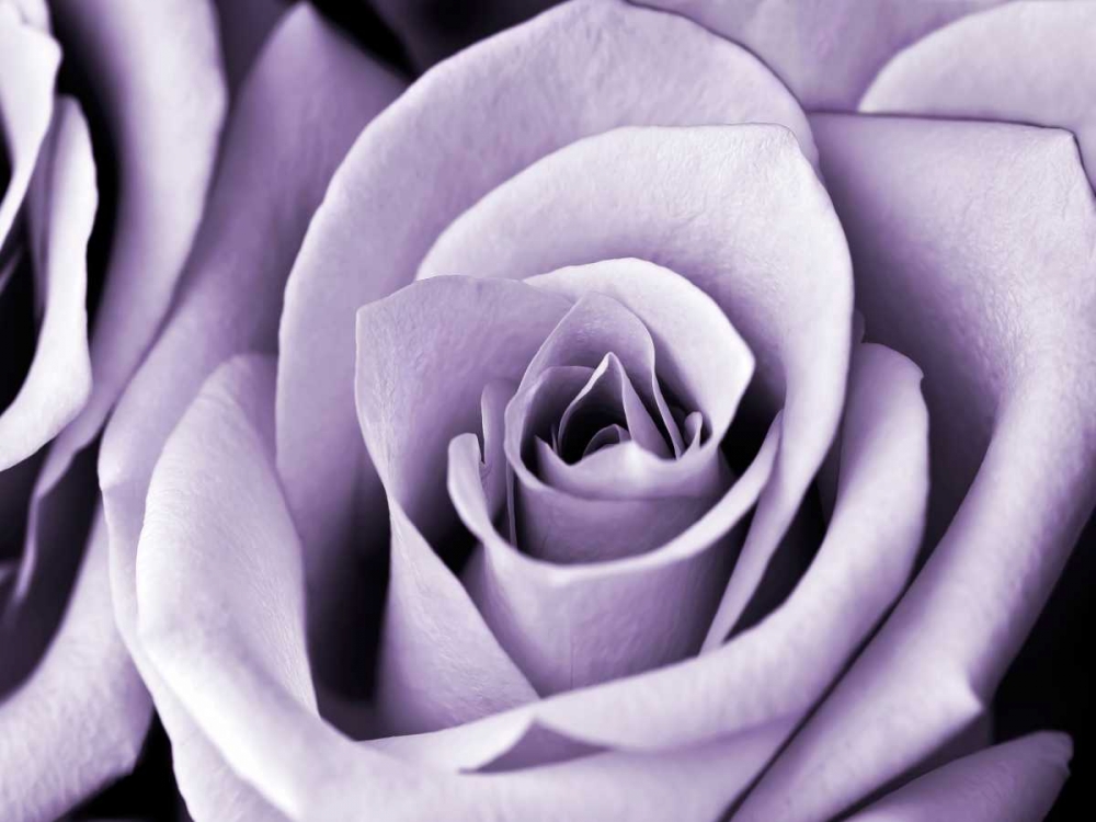 Lavender Rose art print by Tracey Telik for $57.95 CAD