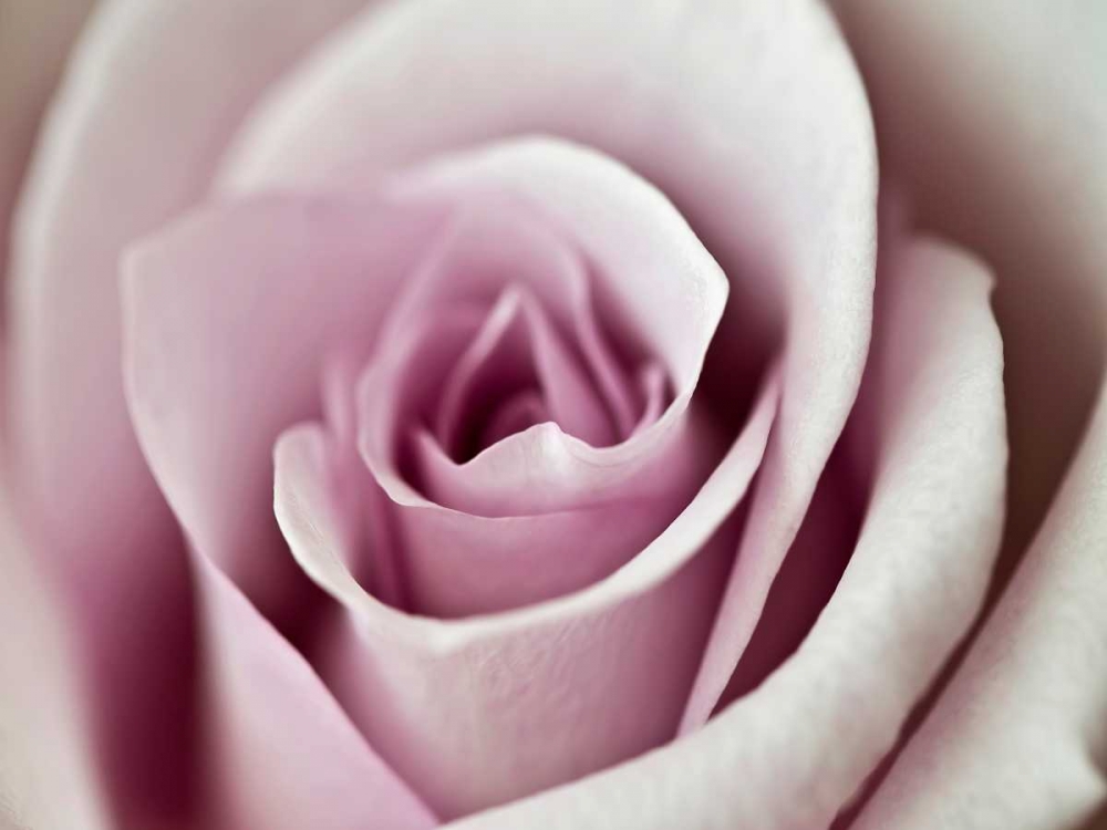 Tender Rose art print by Tracey Telik for $57.95 CAD